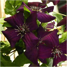 Clematis Viticella Dark Eyes X