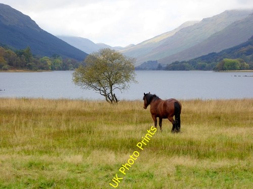 Photo 6x4 horse - horse, at