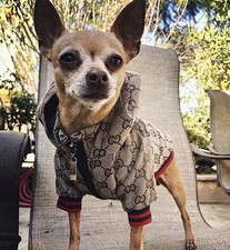 Gucci Inspired Dog Hoodie