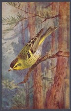 Siskin by Roland Green - R.S. Art Press bird postcard