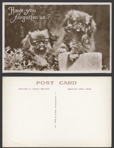 Pekingese dogs puppies dog - pekingese,