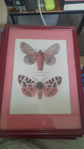 Vintage red framed - red,