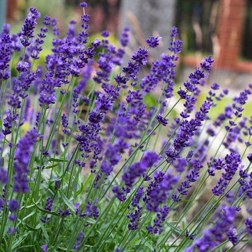 Lavender hidcote - lavender, ‘hidcote’