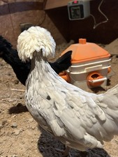 Fertile Polish Hatching Eggs