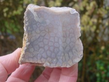 Cut & very lightly polished CORAL STAR AGATE - SiO2 replaced Fossil CORAL UK