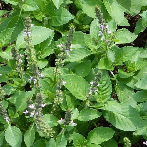 Holy basil seeds - holy,