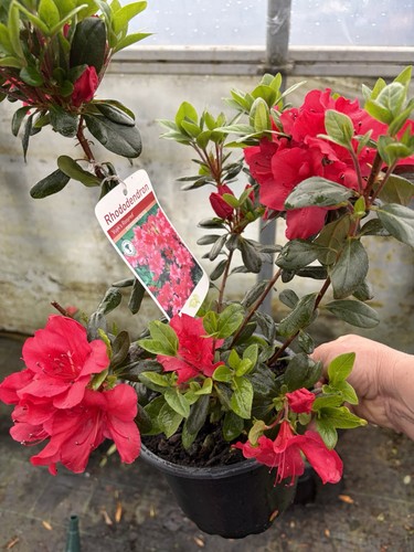Large evergreen azalea - 2l,