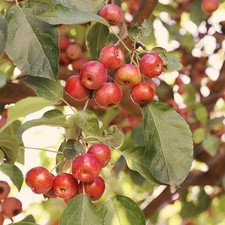 Crab Apple 'Evereste' Established Tree at 90-110cm tall in 5L Pot