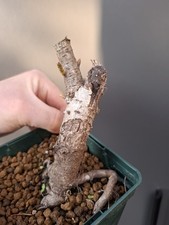 Oak Bonsai Tree  Raw Material