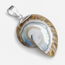 Small Clear Nautilus Shell &