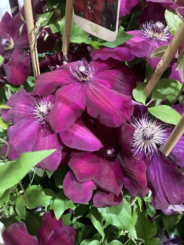 Three clematis westerplatte - three,