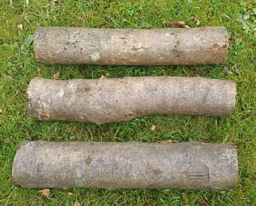 Sweet chestnut logs hardwood