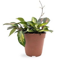 Hoya carnosa Tricolour -
