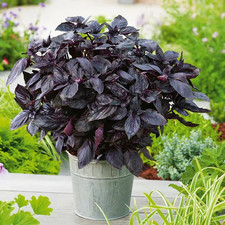 Herb – Basil 'Dark Opal'