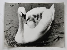 Swan Cygnets Riding Back River