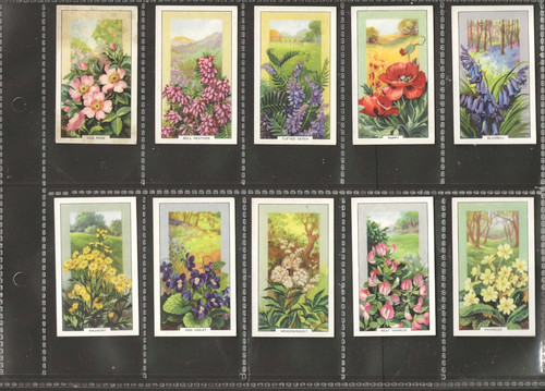 Gallaher wild flowers full - -,