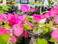 Bougainvillea, paperflower
