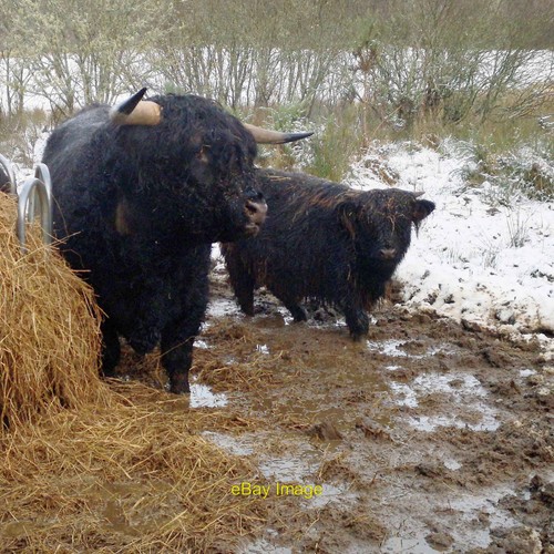 Photo 12x8 highland cattle - photo, by