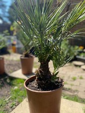 1 X Chamaerops Humilis Palm