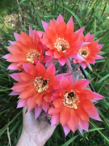 Fresh cactus seed x15 - seed,