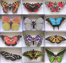 BUTTERFLY WALL CLOCK.12 BREEDS