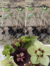 Hellebore Seedlings X8