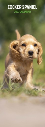 Cocker spaniel 2027 - spaniel, slim