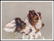 Jack russell terrier - jack, head