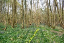 Photo 6x4 Flowery copse