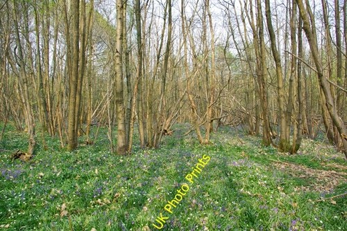 Photo 6x4 flowery copse - 6x4,