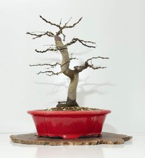 Korean hornbeam - korean,