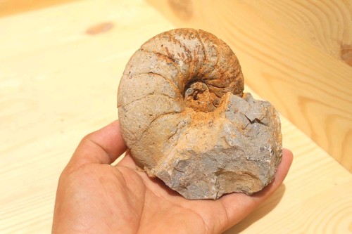 Cretaceous nautilus ammonite - nautilus,