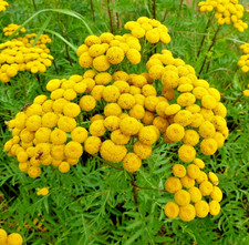 1500x Golden Ball Flower Seeds