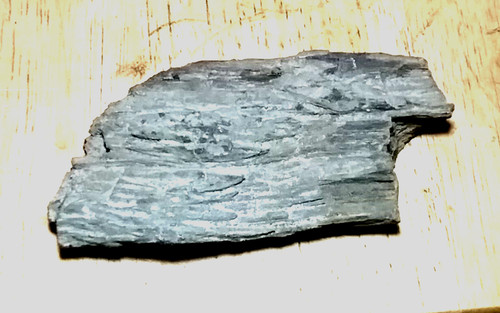 Petrified fossilized wood - fossilized,