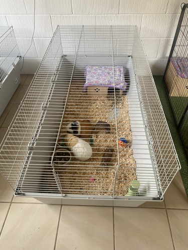 Large ferplast rabbit guinea - ferplast,