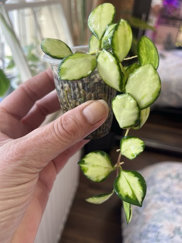 Hoya heuschkeliana variegated - hoya,