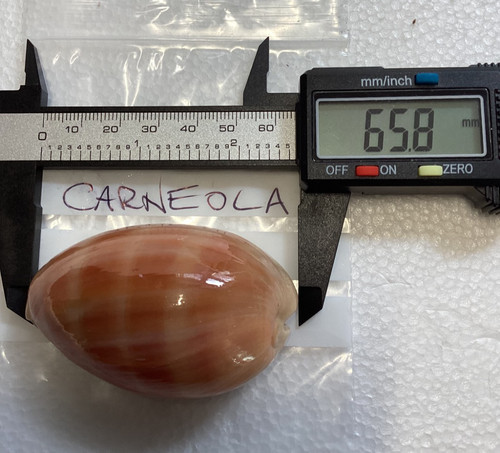 Cypraea carneola lovely - carneola,,