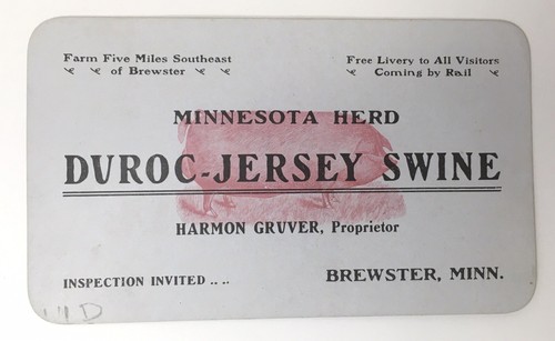 Minnesota herd duroc - duroc,