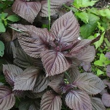 50 Red Perilla Shiso Seeds