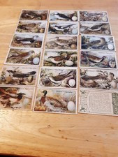 Gallagher Birds Nest & Eggs