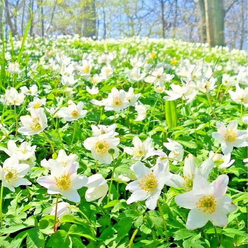 English wood anemone nemorosa - english,