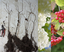 Guelder Rose (40-60cm)