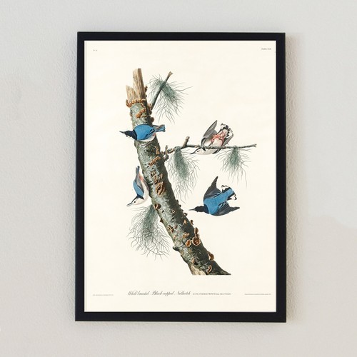 Vintage bird illustration - bird,