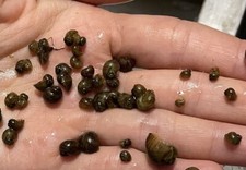 12 Oc Buu Con Mystery Snails