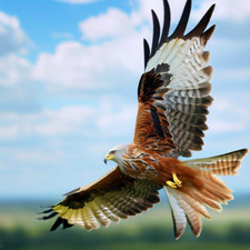 Red Kite: Elegant Bird of Prey Wildlife Folded Greeting Card Blank, Envelope New