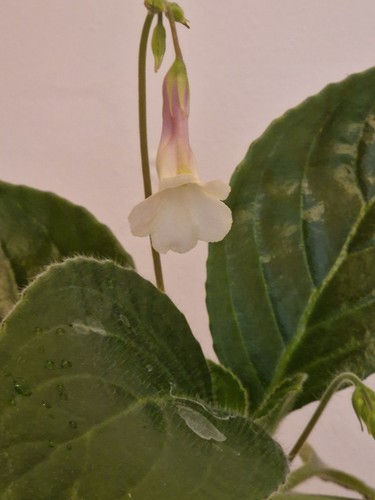 Primulina sweet dreams - 'sweet, plant