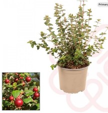 Ugni molinae Dwarf Fruit Shrub Hardy Guava / Myrtus ugni / Chilean guava