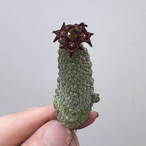 3cm succulent cactus - 3cm,