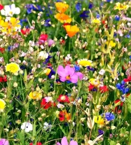 Wildflower seed mix - , scented