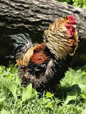 6+ Brahma Based GIANT Frizzle